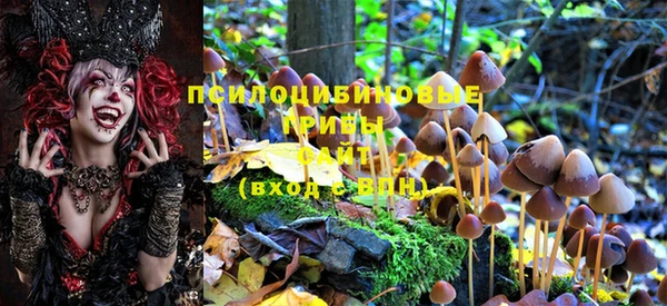 шишки Медвежьегорск